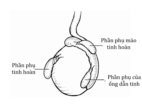 phan phu tinh hoan 2